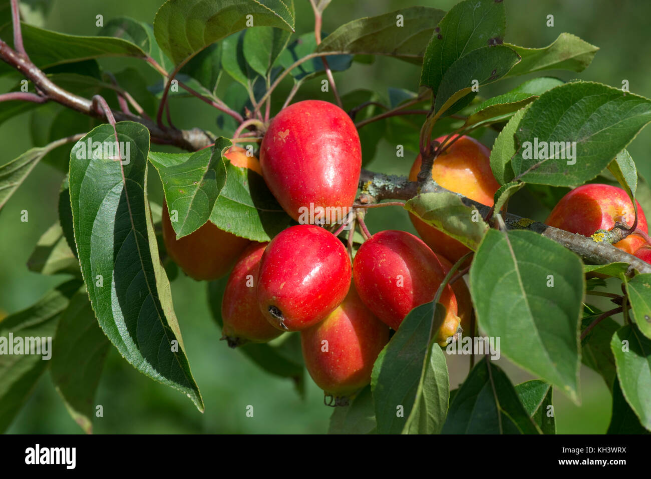 Bright Red Crab Apple Obst, Malus John downie" auf dem Baum im Spätsommer mit grünen Gesunde Blätter, Berkshire, August Stockfoto