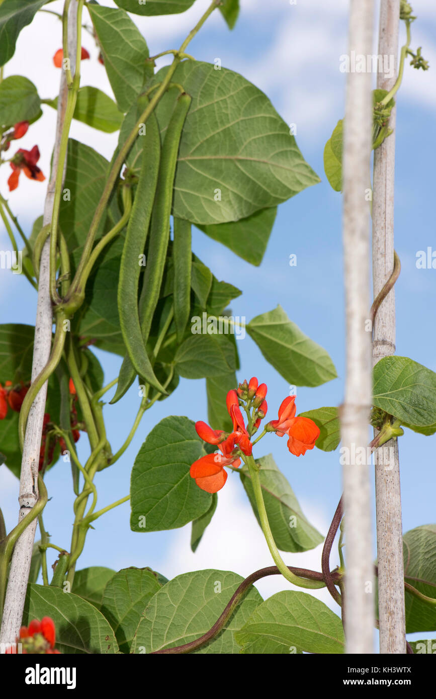 Bright Scarlet Rot Blumen und der Entwicklung von runner bean Pods mit dunkelgrünen Blätter auf hülsenfrucht Pflanzen wachsen oben Bambusrohren Stockfoto