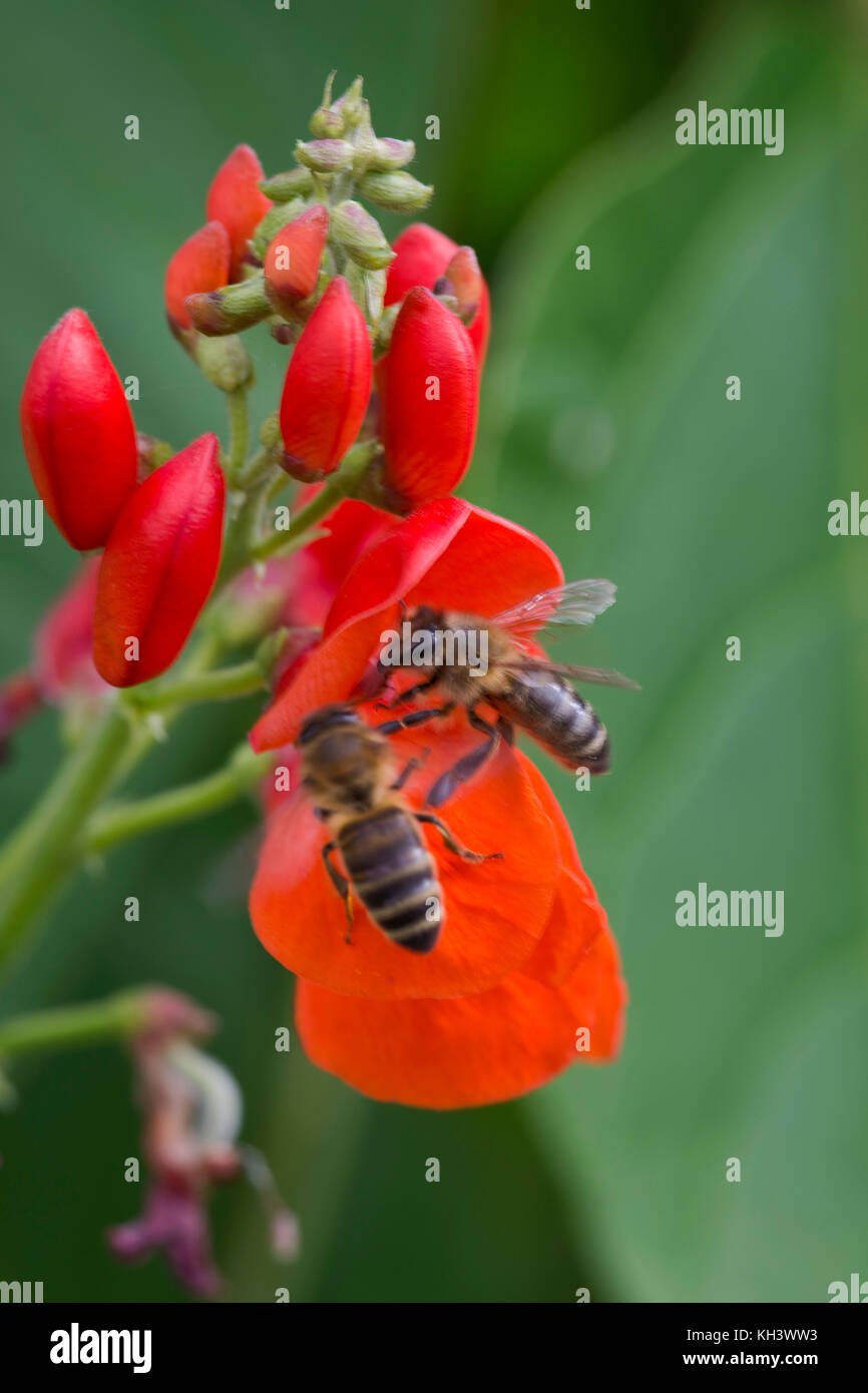 Honigbienen, Apis mellifera, Nahrungssuche auf leuchtend roten Blüten von Stangenbohnen, Berkshire, August Stockfoto