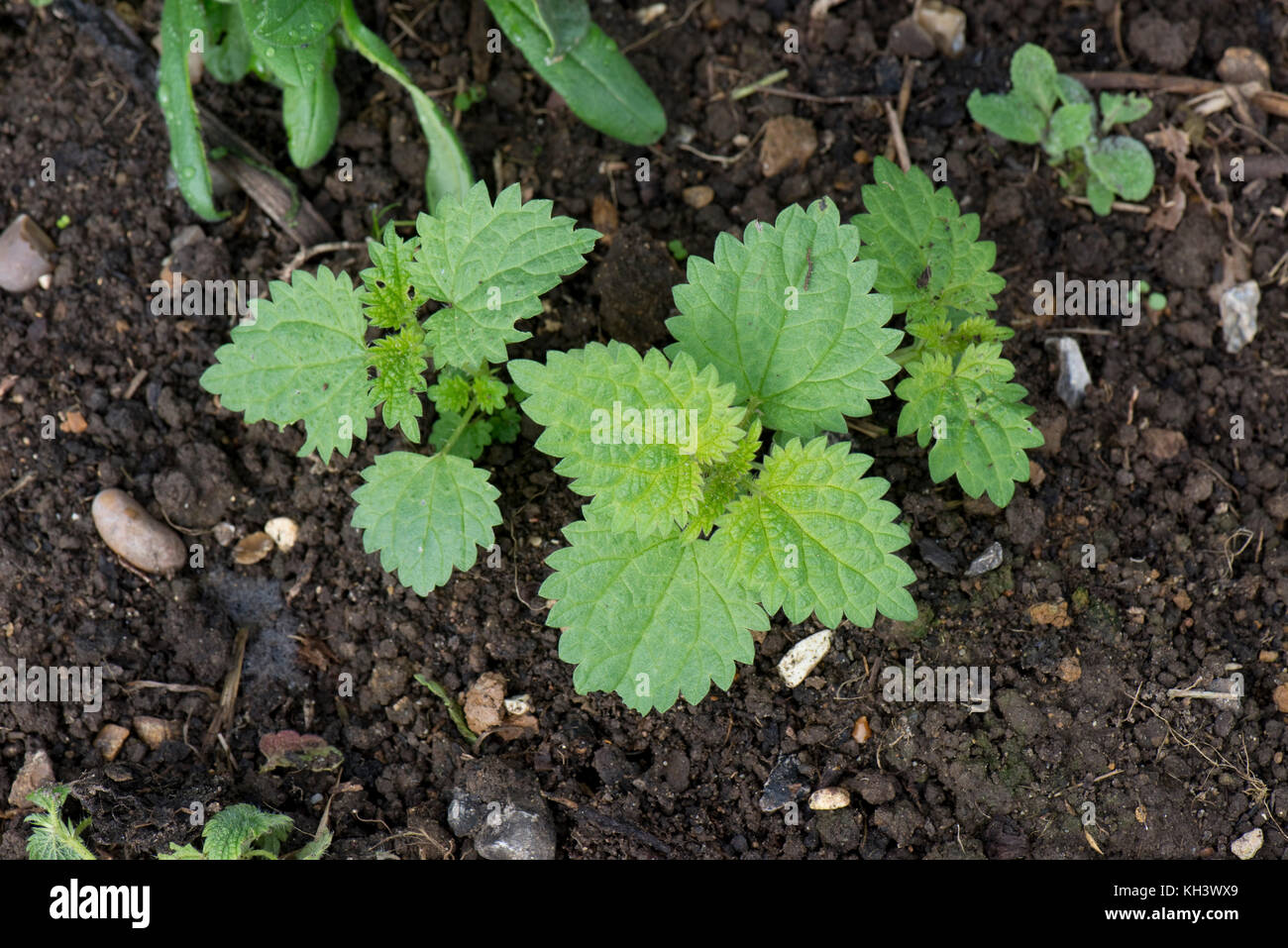 Junge Brennnessel, Urtica dioica, erschießt sich aus einer fragmentierten Rhizom root in ein Blumenbeet, September Stockfoto