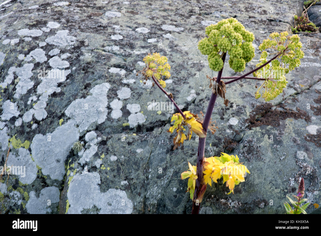 Pflanzen und Natur in Schweden Stockfoto