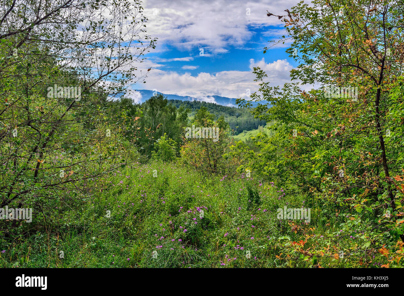 Morgennebel steigt über die Berge, mit Wäldern und blühenden Wiesen - schöne sonnige Sommer Landschaft mit die ersten Anzeichen von Herbst Stockfoto