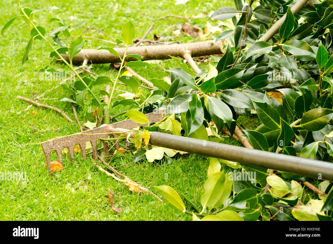 Ein Garten rake Reinigung einen Rasen Baumschnitt Stockfoto