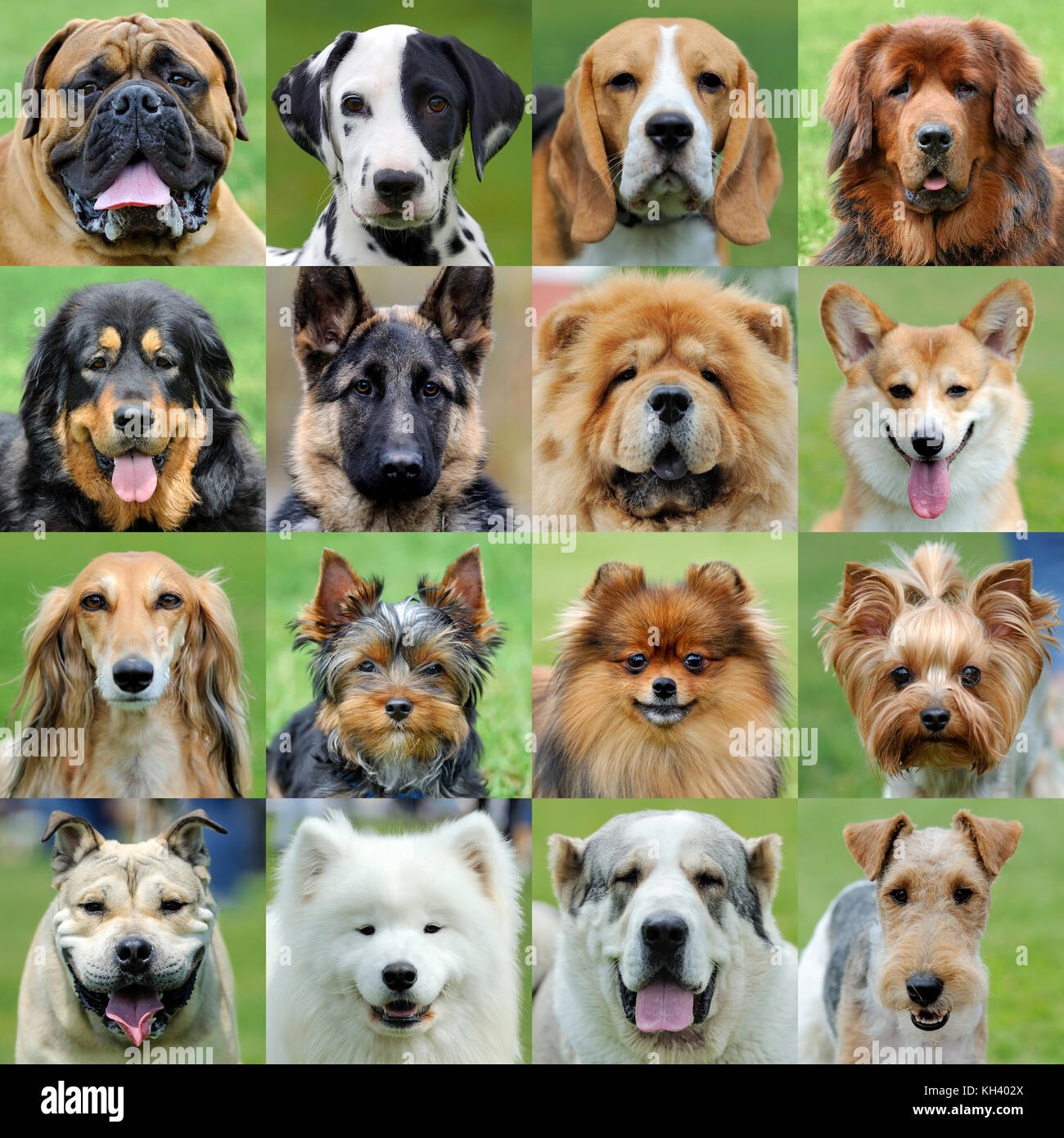 Collage von 16 Hunde Porträts Stockfoto