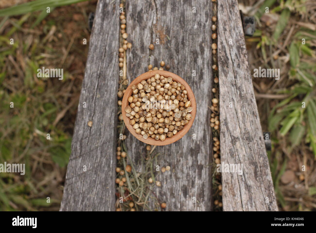 Ganze Koriander in Ton Schüssel und auf einem urigen Hintergrund mit grünem Gras verstreut Stockfoto