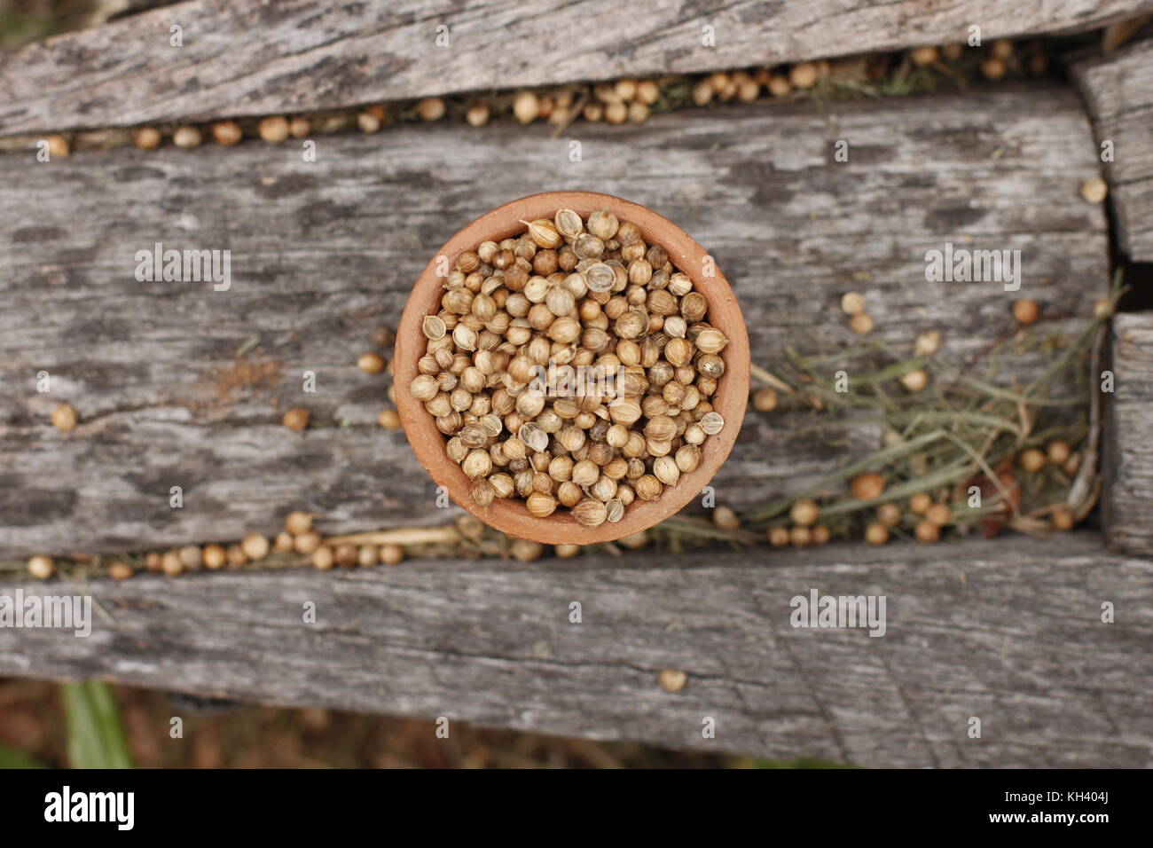Ganze Koriander in Ton Schüssel und auf einem urigen Hintergrund mit grünem Gras verstreut Stockfoto
