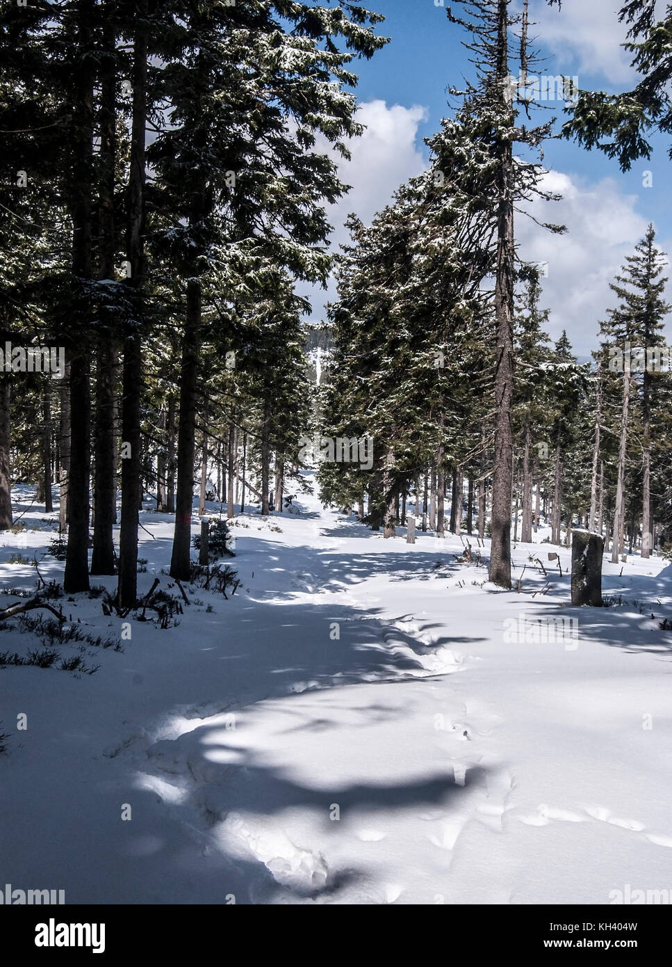 Winter Bergwald mit Schnee bedeckt Wanderweg und blauer Himmel mit Wolken über frantiskova Myslivna in Gesenke in der Tschechischen Republik Stockfoto