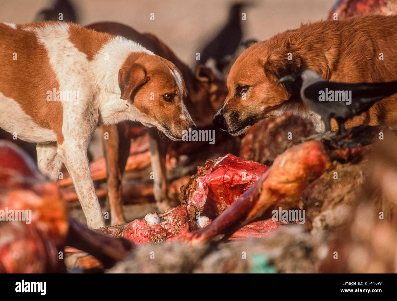 Zwei streunenden Hunde (Canis familiaris oder Canis Lupus Familiaris), Scavenging auf Schlachtkörper Tier dump, Rajasthan, Indien Stockfoto