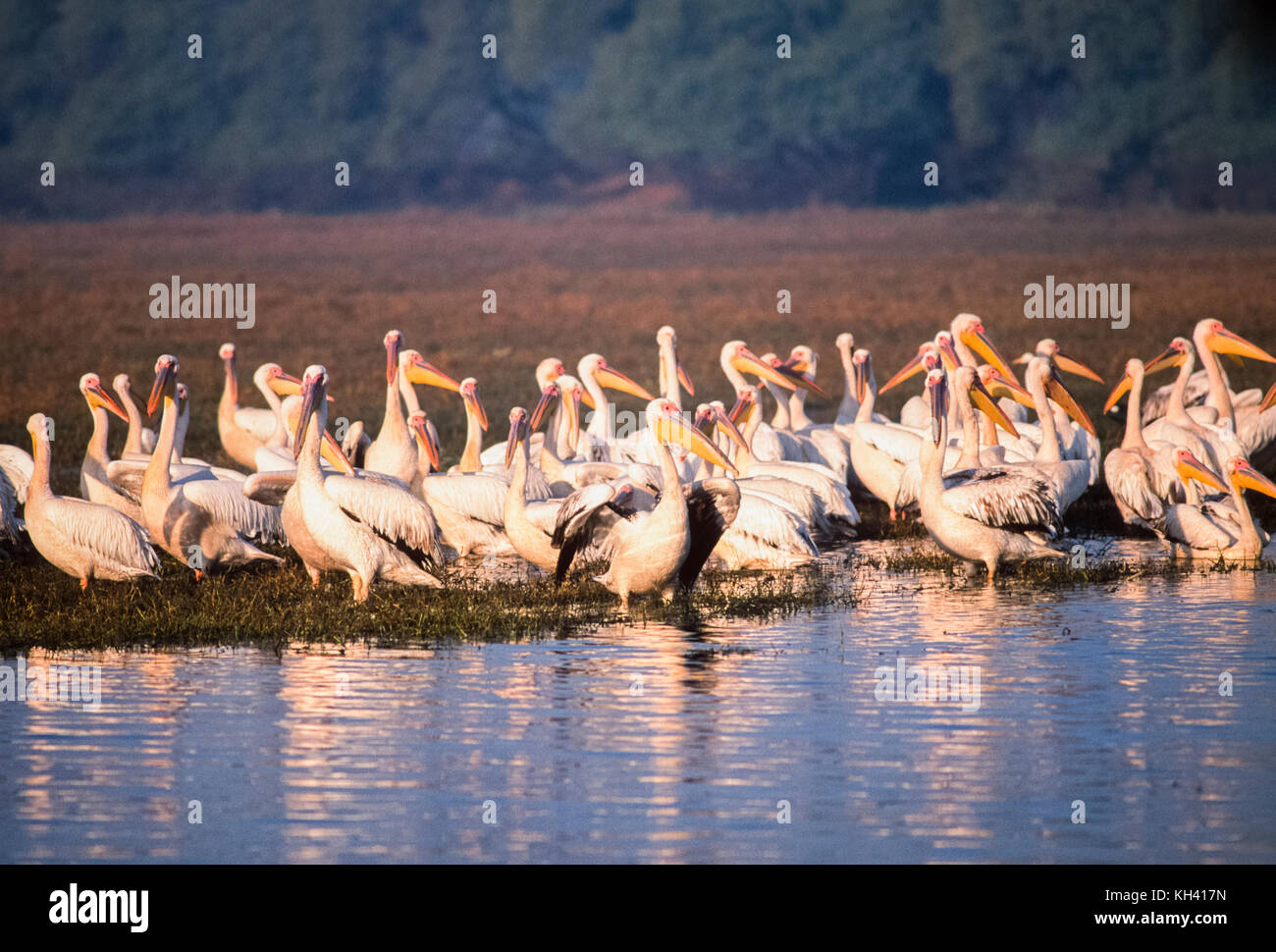 Große weiße Pelikane, pelecanus onocrotalus, auch östlichen weiße Pelikan oder rosa Pelikan, Keoladeo Ghana National Park, bharatpur bekannt, Indien Stockfoto