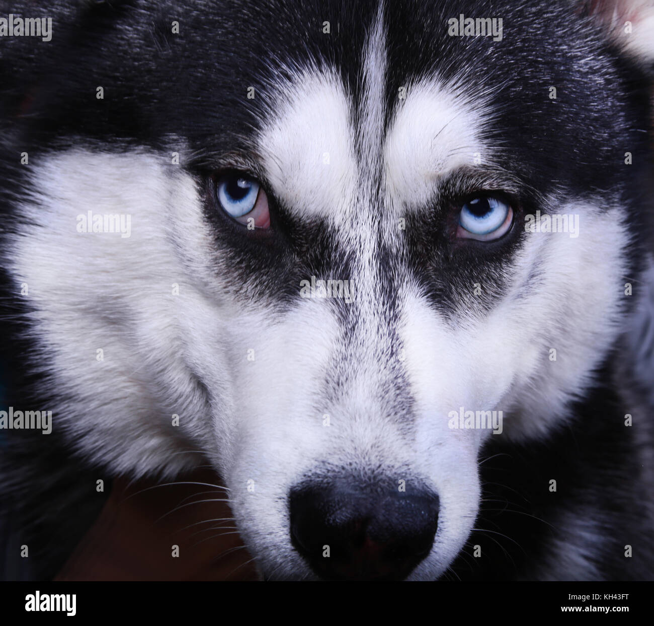 Siberian husky Hund mit blauen Augen. close-up. Stockfoto