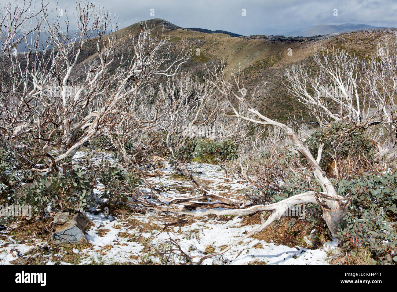 Schnee auf Mount Hotham im späten Frühjahr. Spät Schneegestöber speckle der Landschaft Stockfoto