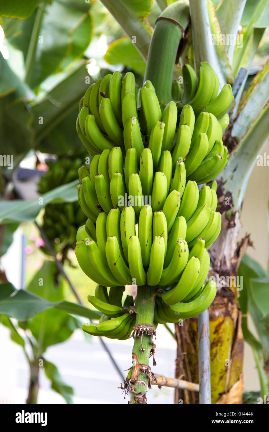 Ein grüner Bananenhaufen, der auf einem Baum in Madeira, Portugal, wächst Stockfoto