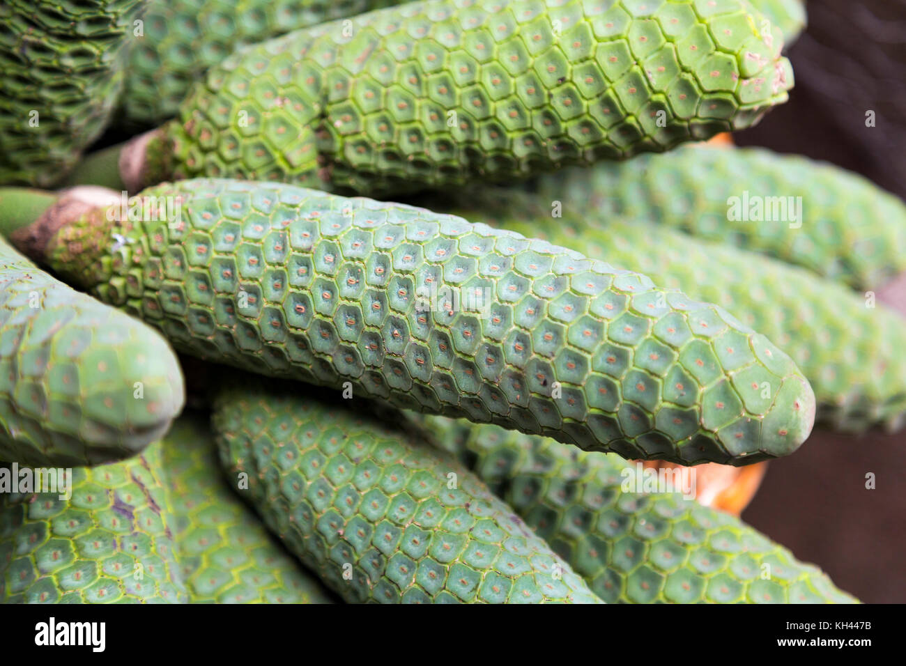 Monstera deliciosa (Monsterfrucht) - exotische grne Frchte  Stockfotografie - Alamy