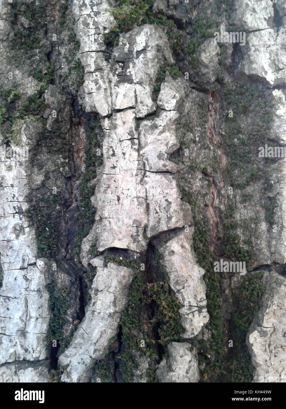 Der Aprikosenbaum ist über 60 Jahre alt. Makro Fotografie zeigt verschiedene Formen einer schälen. Stockfoto