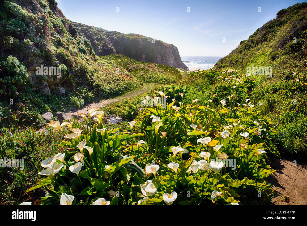 Calla Lilien blühen in der, garrapate State Park, Big Sur Coast, Kalifornien Stockfoto