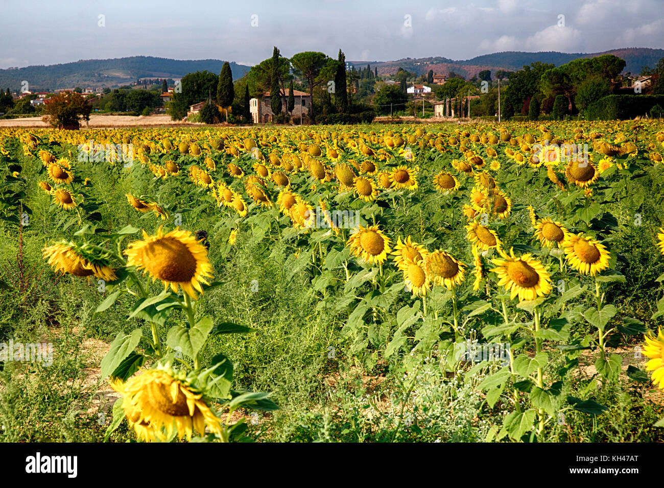 Sonnenblumenfeld in der Toskana, Italien Stockfoto