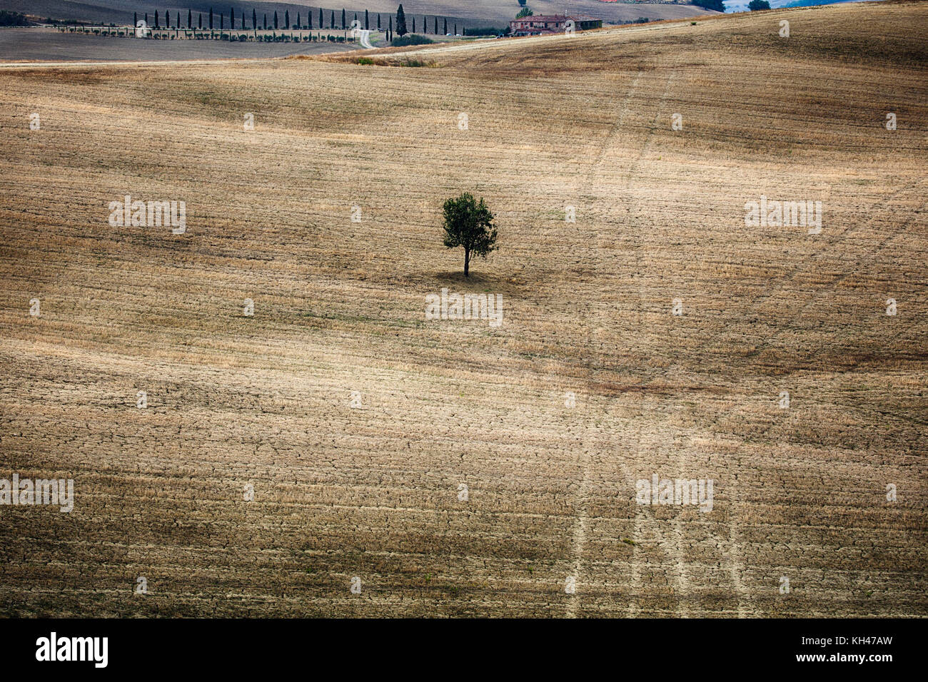 Einsamer Baum in der Mitte eines Feldes, hp Nvidia Quadro m2000 Grafikkarte Stockfoto