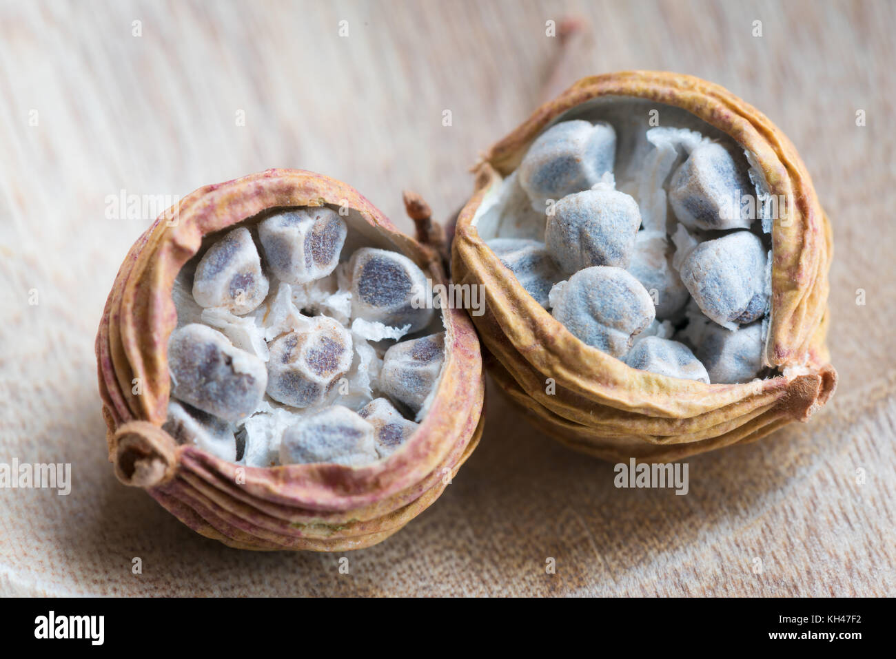 Amomum villosum lour getrocknete Früchte auf Holz geöffnet Stockfoto
