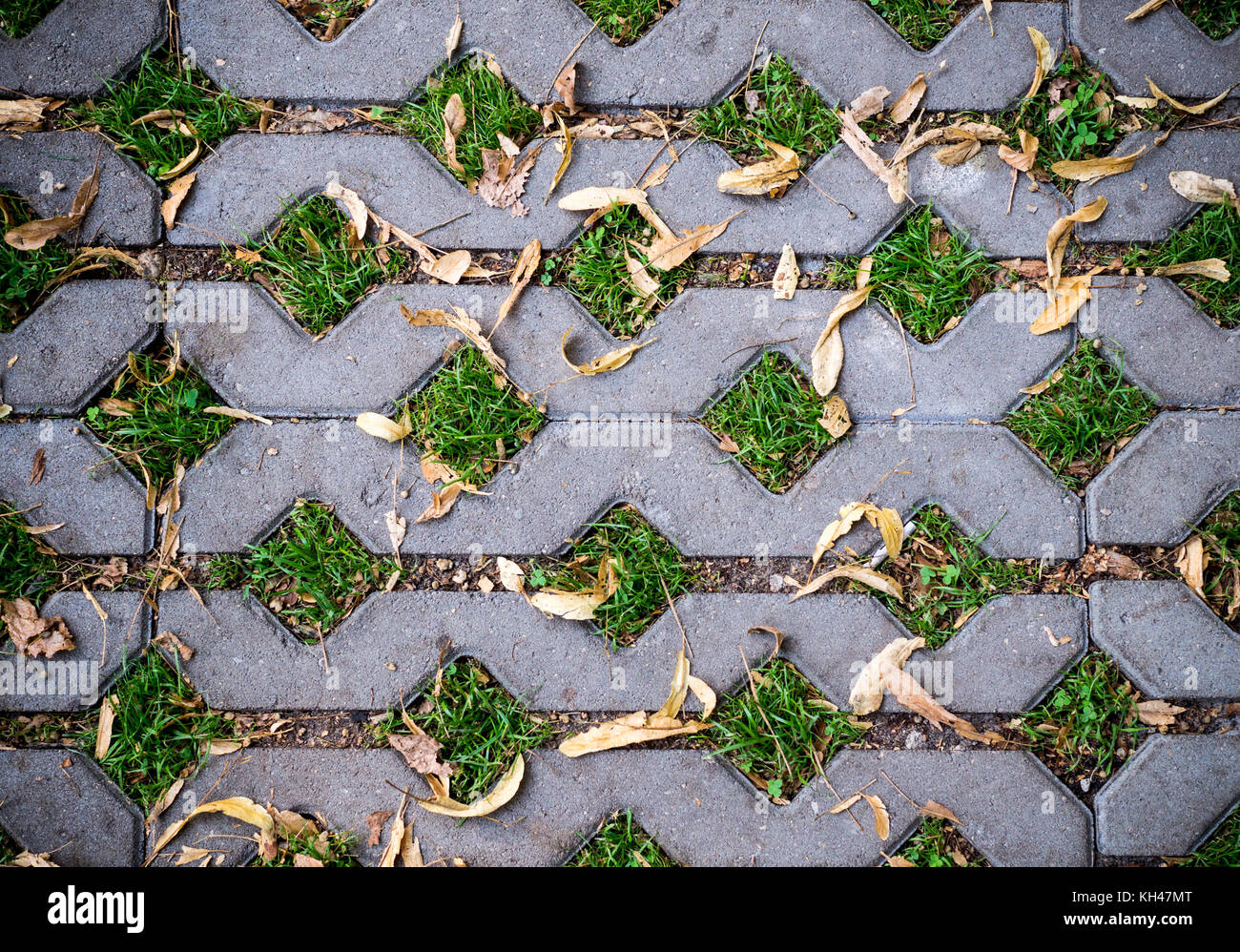 Grüne Gräser in die Löcher der Pflastersteine mit gelben Samen im Herbst. Hintergrund, Muster, Textur. Stockfoto