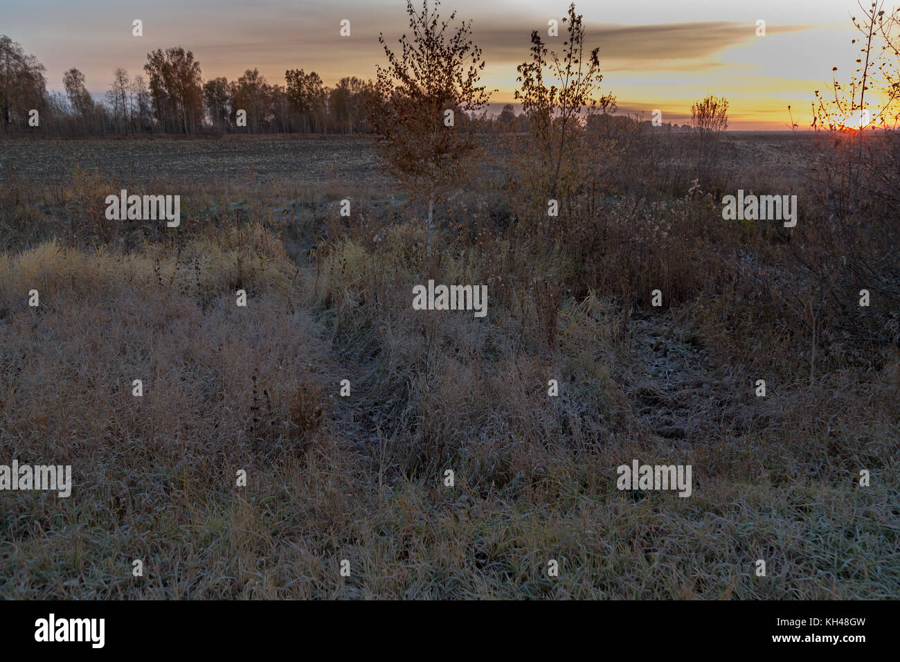 Sonnenuntergang über dem Feld Stockfoto