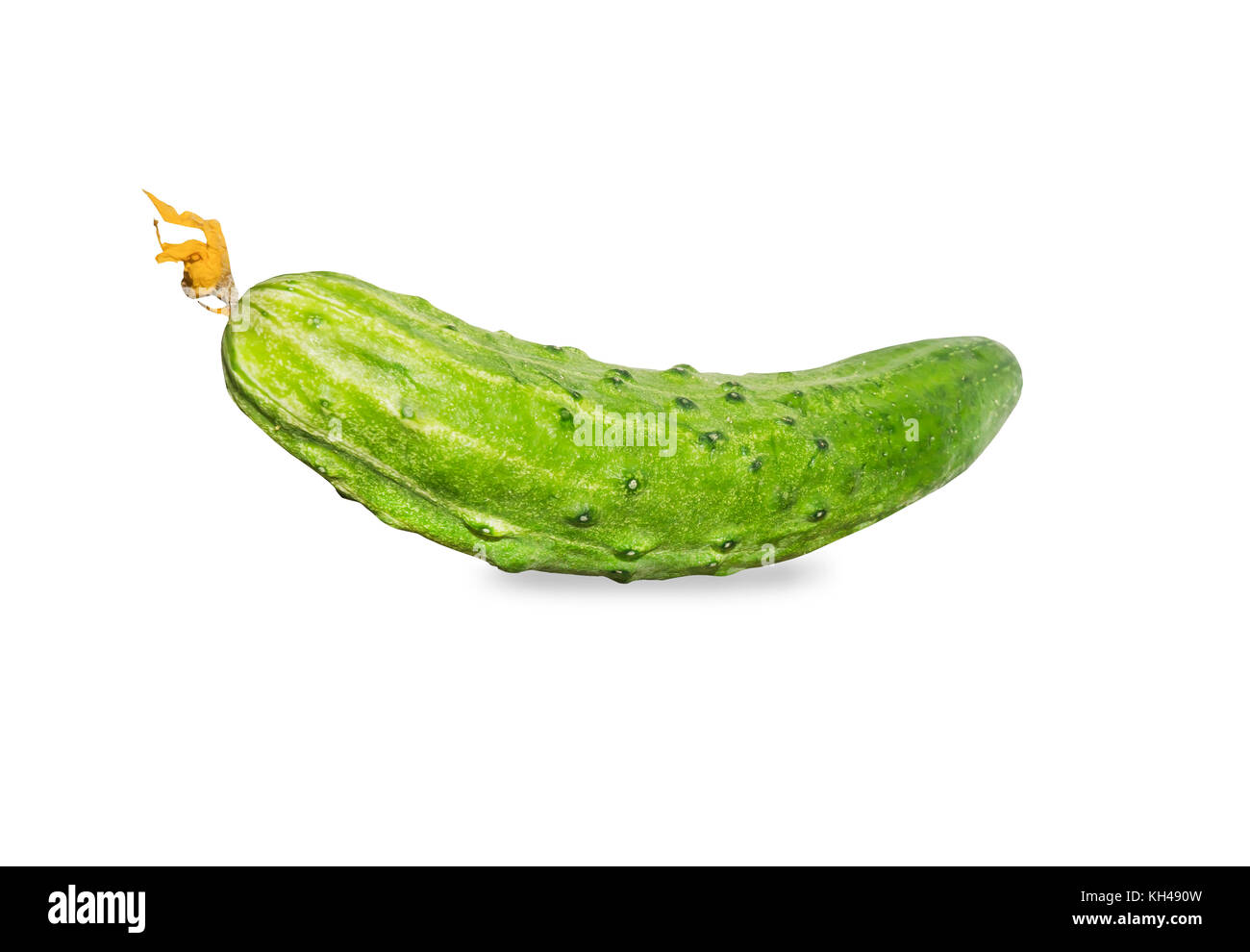 Frische, grüne Gurke mit gelben Blumen über Weiß isoliert Stockfoto