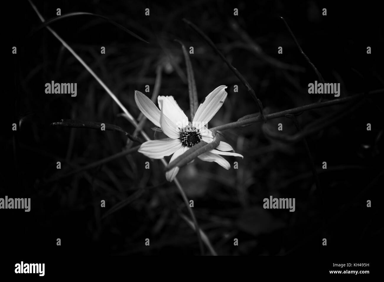 Die Schwarz-Weiß-Fotografie (Blume) Stockfoto