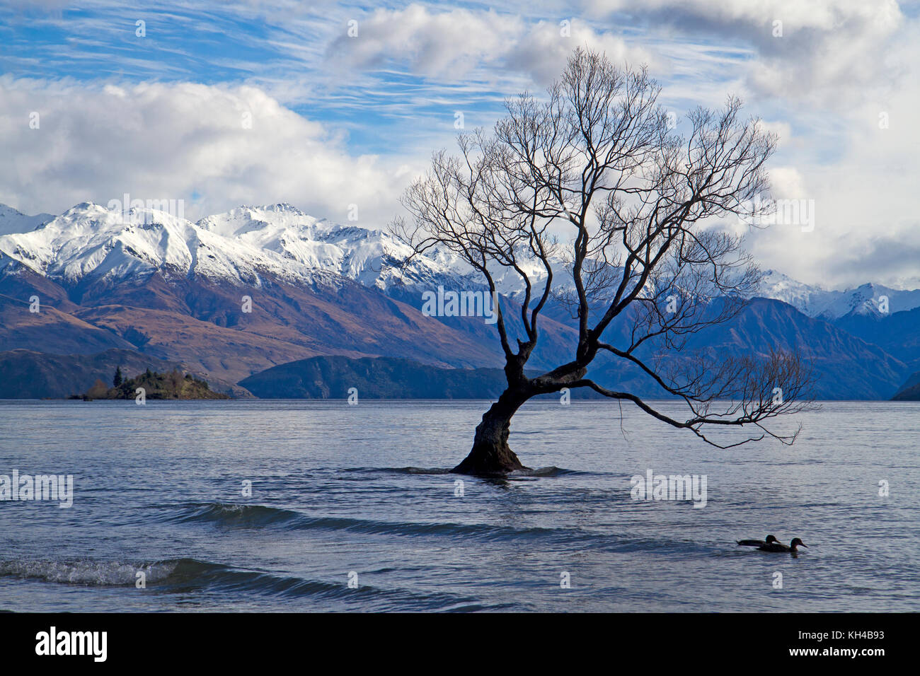 Dass wanaka Baum in Lake Wanaka Stockfoto