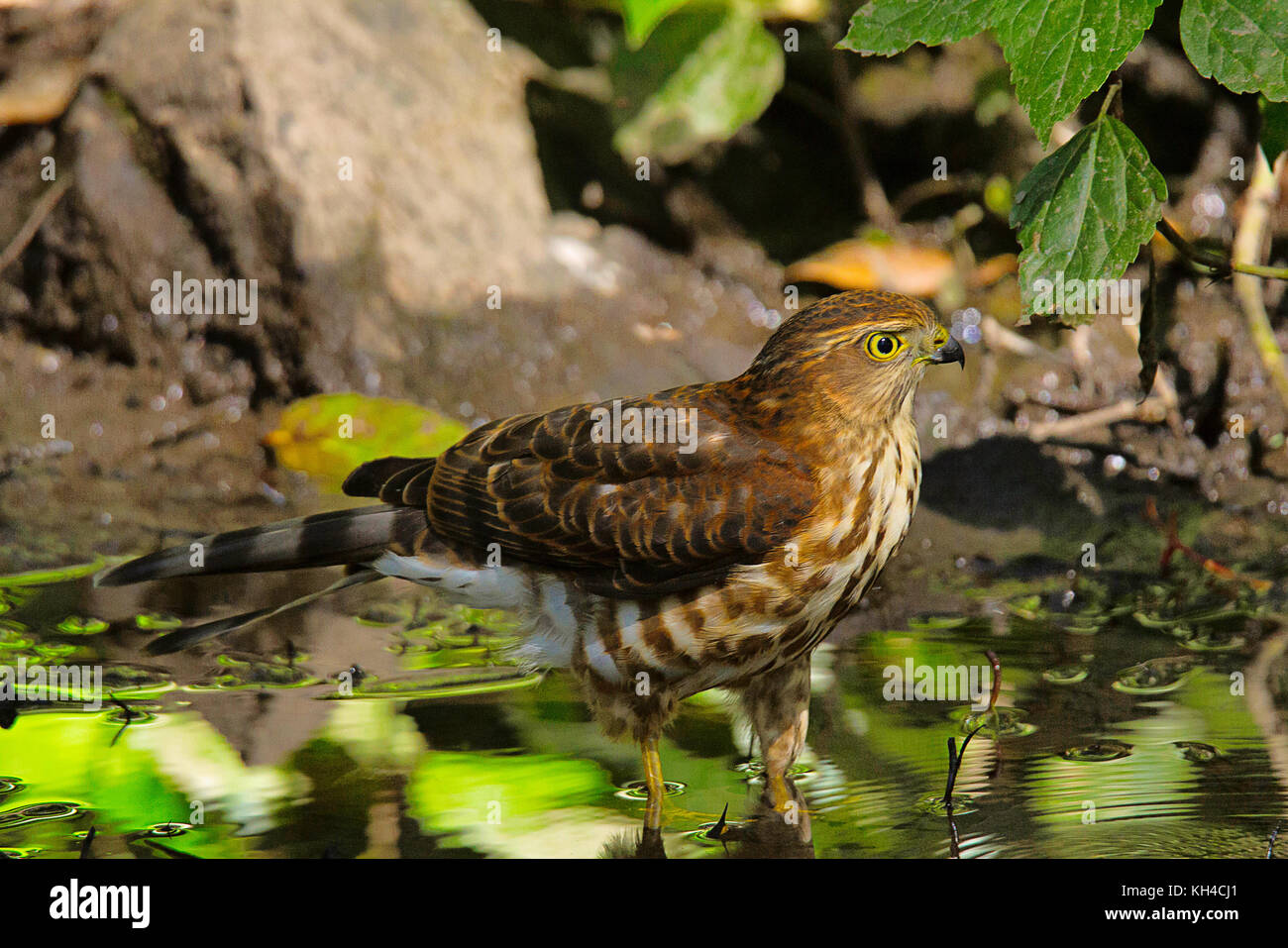 Besa, accipiter virgatus, Saat Tal, uttarakhand, Indien Stockfoto