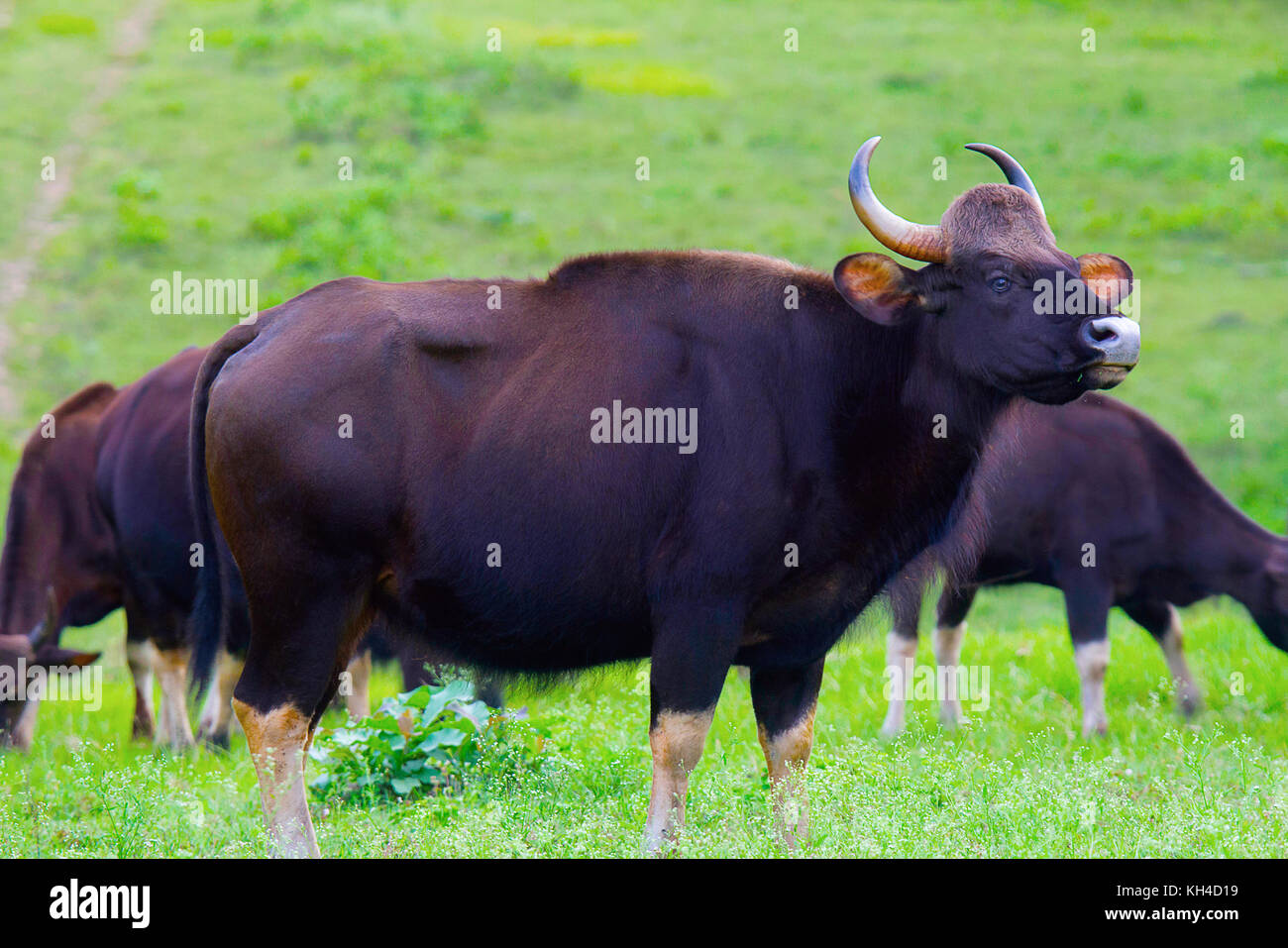Indische Gaur oder indische Bisons, nagarhole Tiger Reserve, Karnataka, Indien Stockfoto