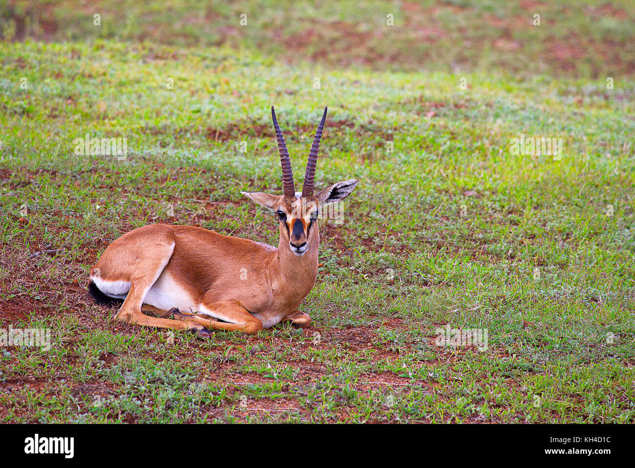 Indische Gazelle, Gazella bennettii, mayureshwar Wildlife Sanctuary, Maharashtra, Indien ...