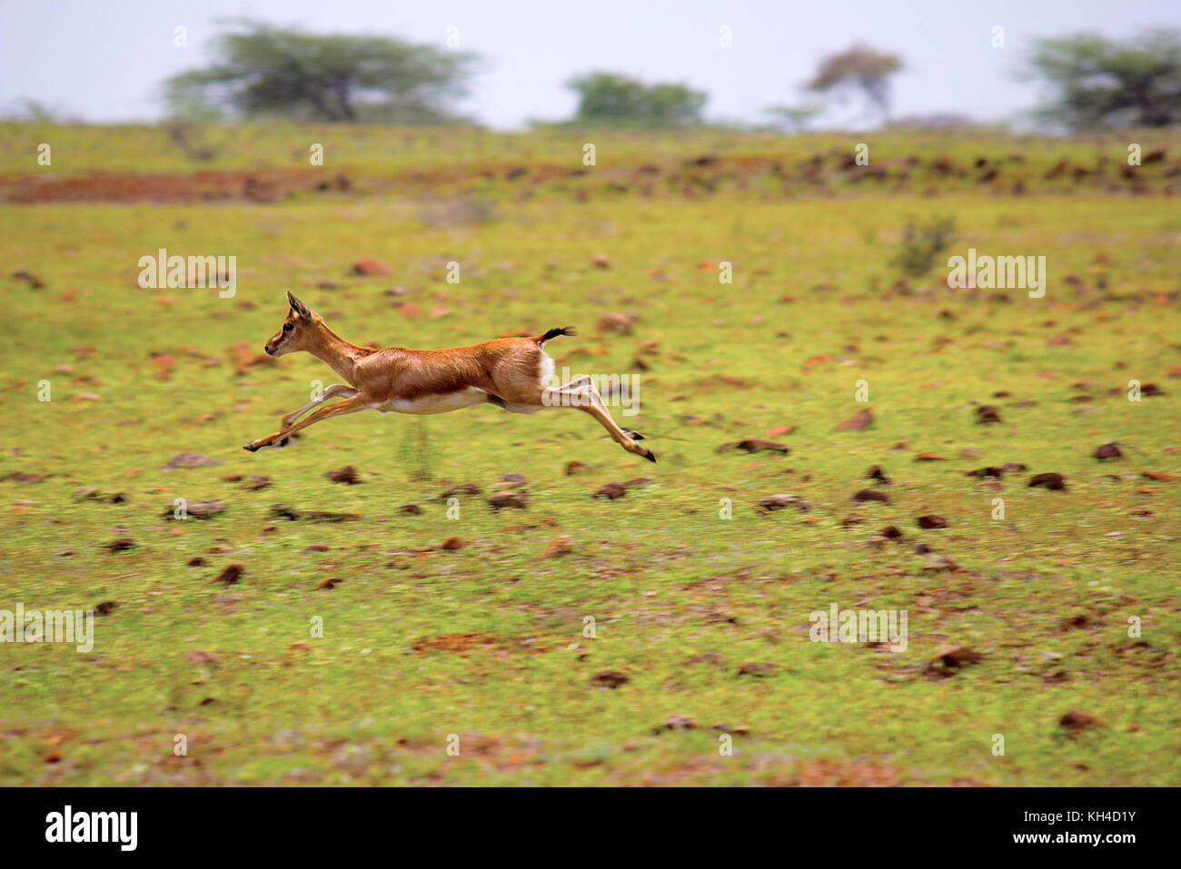 Indische Gazelle, Gazella bennettii, mayureshwar Wildlife Sanctuary, Maharashtra, Indien Stockfoto