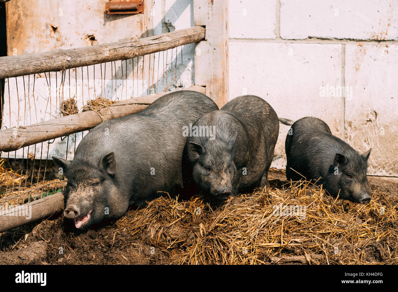 Haushalt eine große, schwarze Schweine im Betrieb. Die Schweineerzeugung angehoben wird und die Zucht von Hausschweinen. Es ist ein Zweig der Tierhaltung. Schweine sind Erfüllungsrisiken angehoben Stockfoto