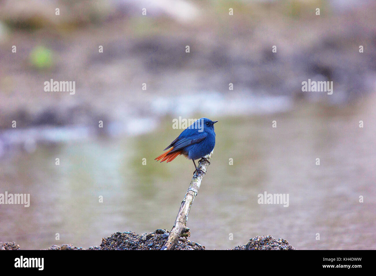 Plumbeous Wasser redstart Weiblich, Jim Corbett Tiger Reserve, Großbritannien, Indien Stockfoto