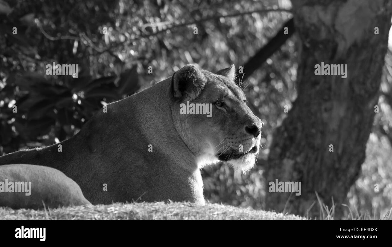 Lion Ruhe an einem sonnigen Tag Stockfoto