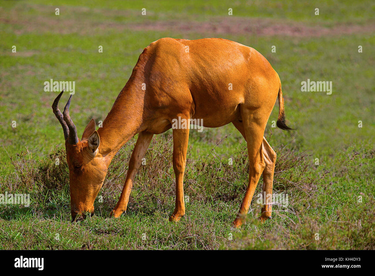 Topi Antilopen, Kenia, Afrika Stockfoto