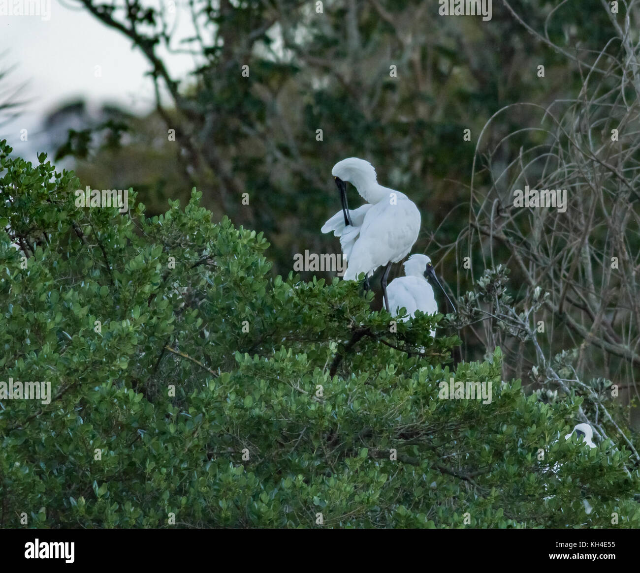 Royal Löffler Vogel auf einem Baum Stockfoto