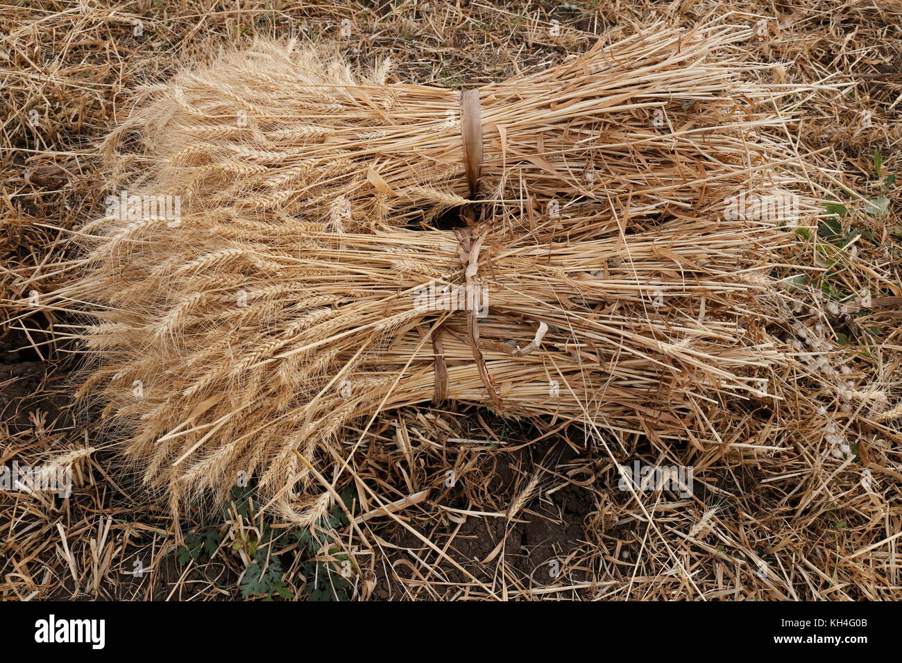 Heu, Weizen, Kolhapur, Maharashtra, Indien, Asien - Sgg 259102 Stockfoto