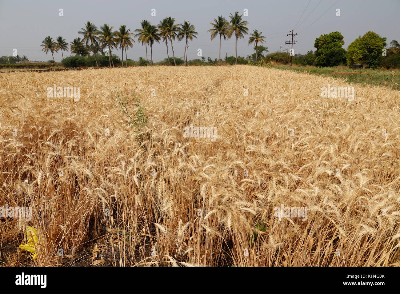 Weizen, Kolhapur, Maharashtra, Indien, Asien - Sgg 259103 Stockfoto