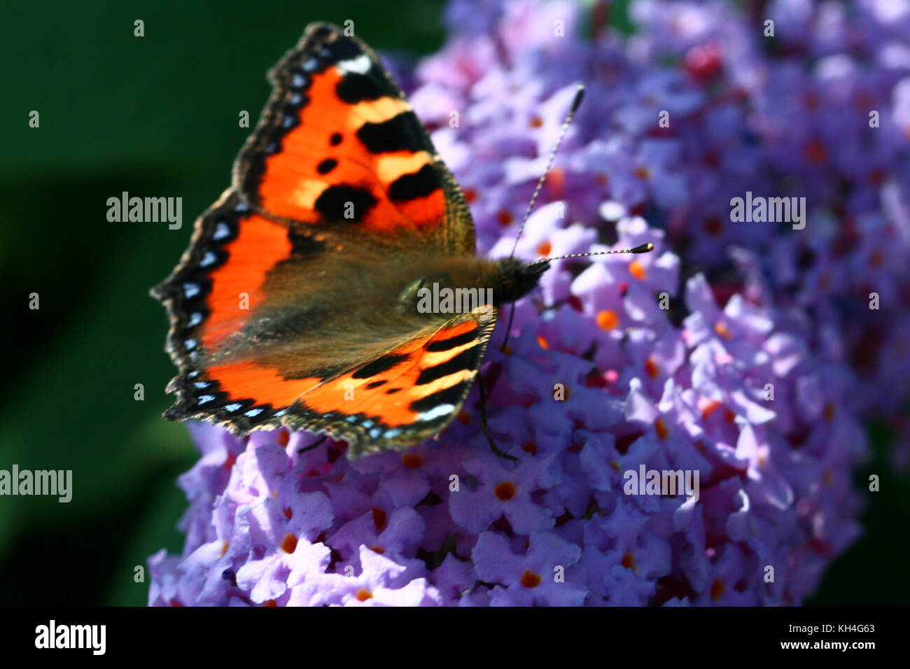 Schmetterling kleiner Fuchs (Nymphalis urticae) Sitzstangen zart auf einem sommerflieder Bush. Stockfoto