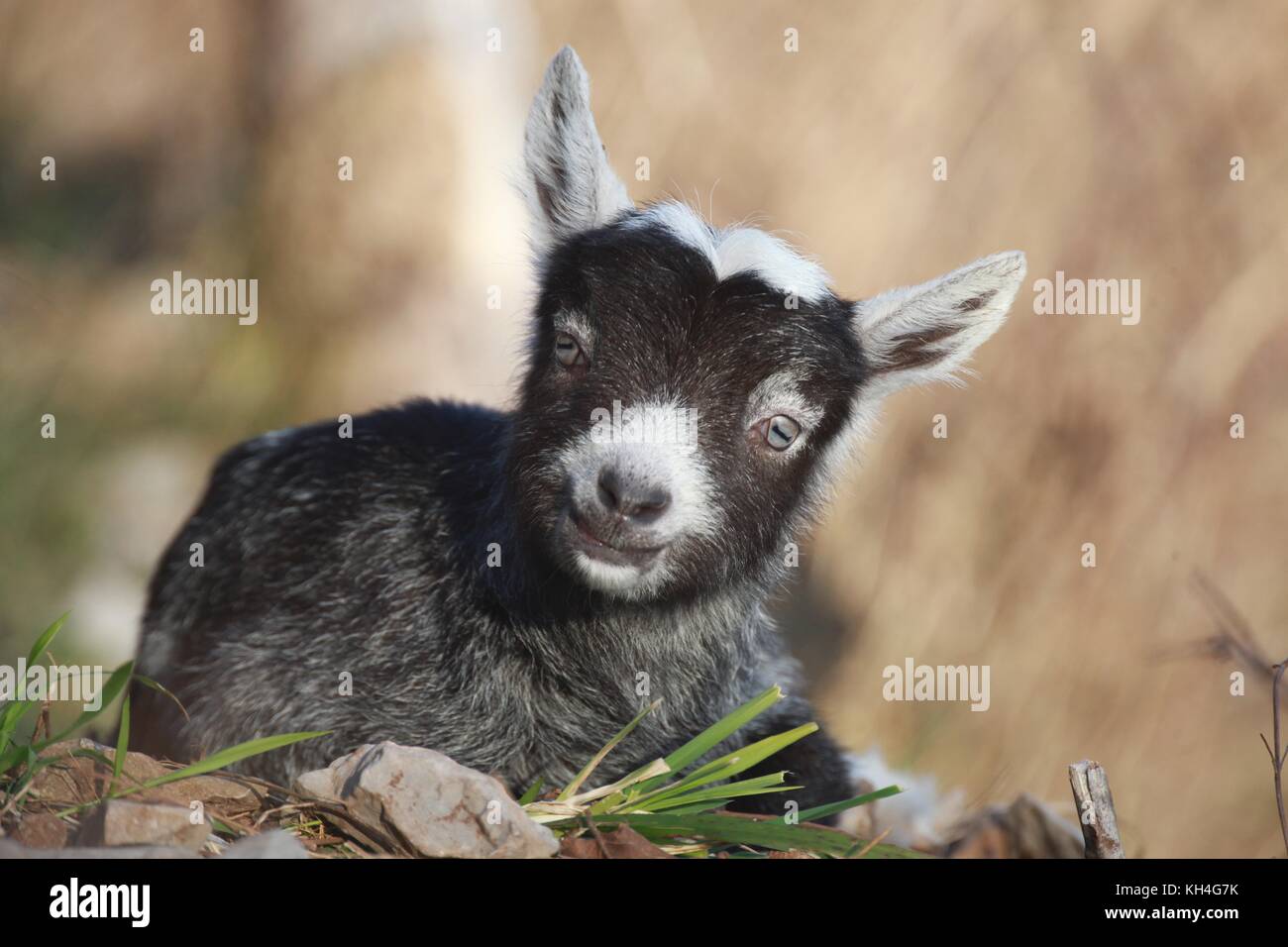 Ein junges Zicklein Ziege starrt in die Kamera und käut wieder auf den Klippen von Cheddar Gorge. Stockfoto