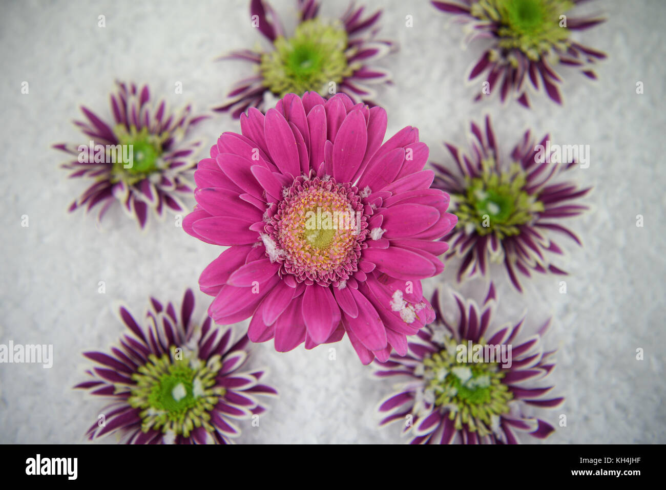 Farbe fotografie Bild der Saison mit frischen echten Lila und Grün im Winter Blumen im Schnee mit weißem Hintergrund an der Südküste genommen England Großbritannien Stockfoto