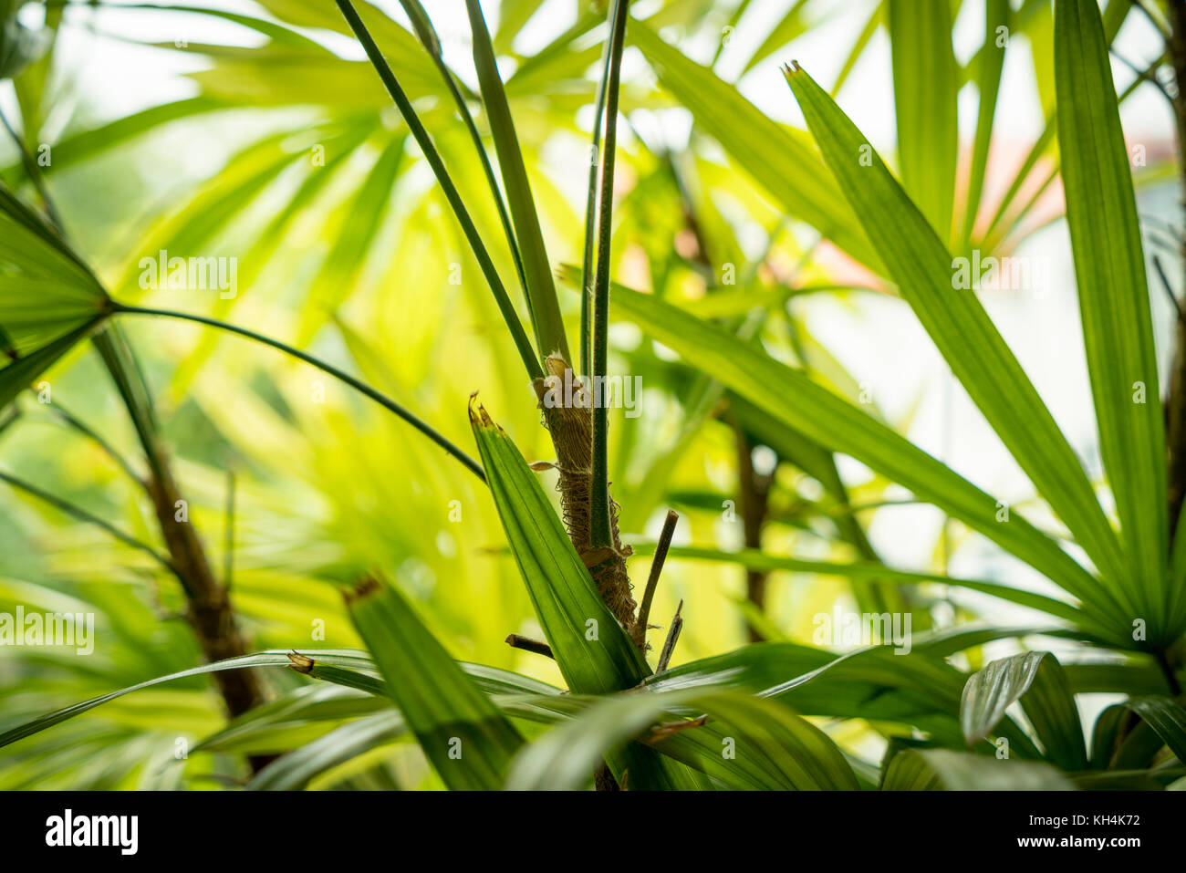 Nahaufnahme der ein Hallenbad in Palm Tree Stockfoto
