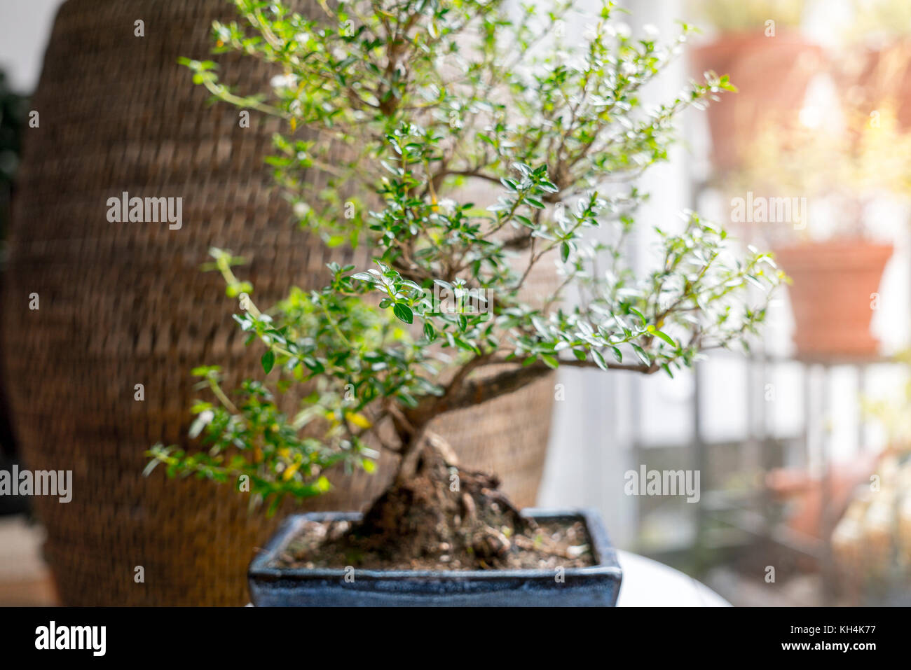 Kleine Bonsai Baum in einem Zimmer Stockfoto