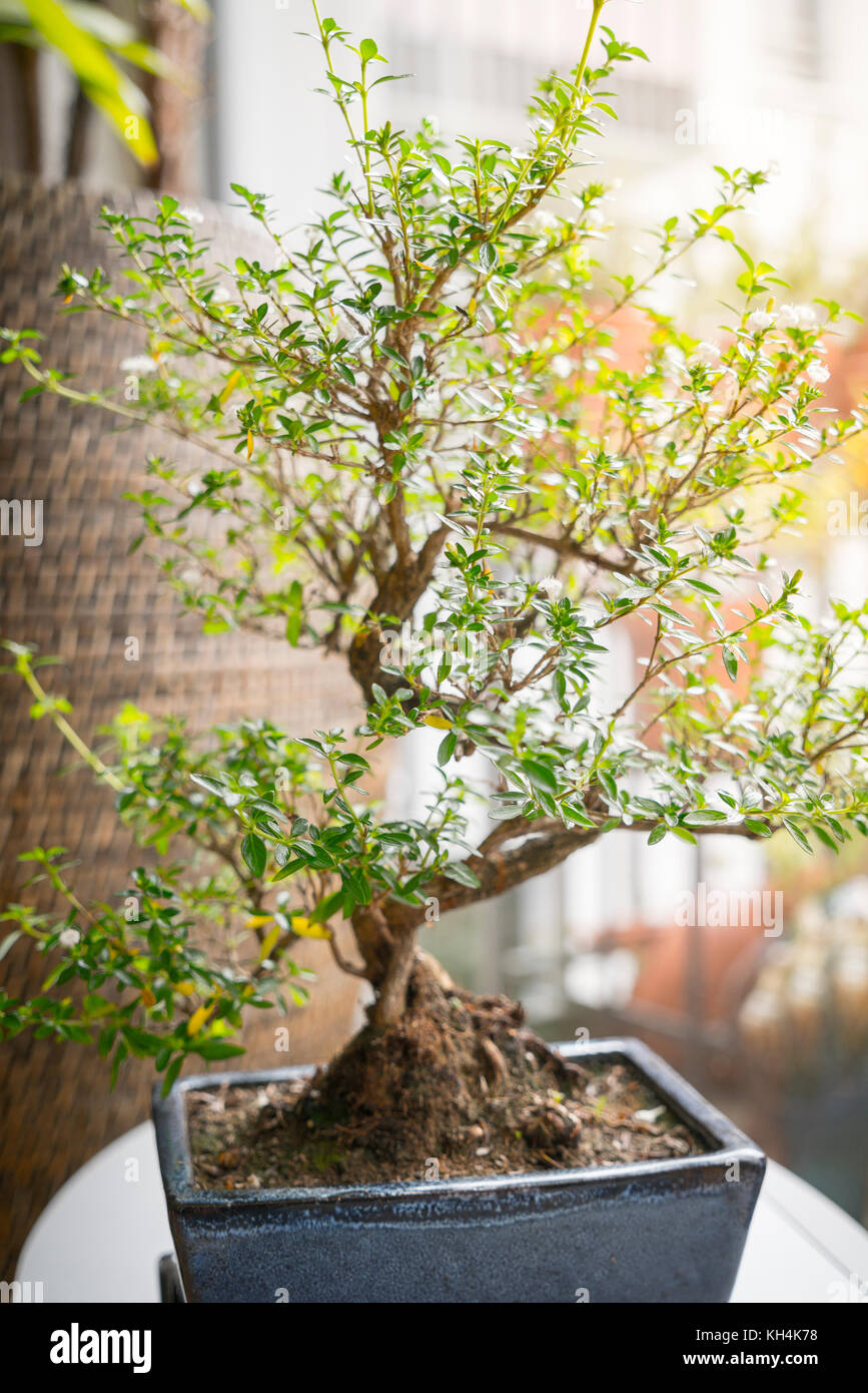 Kleine Bonsai Baum in einem Zimmer Stockfoto