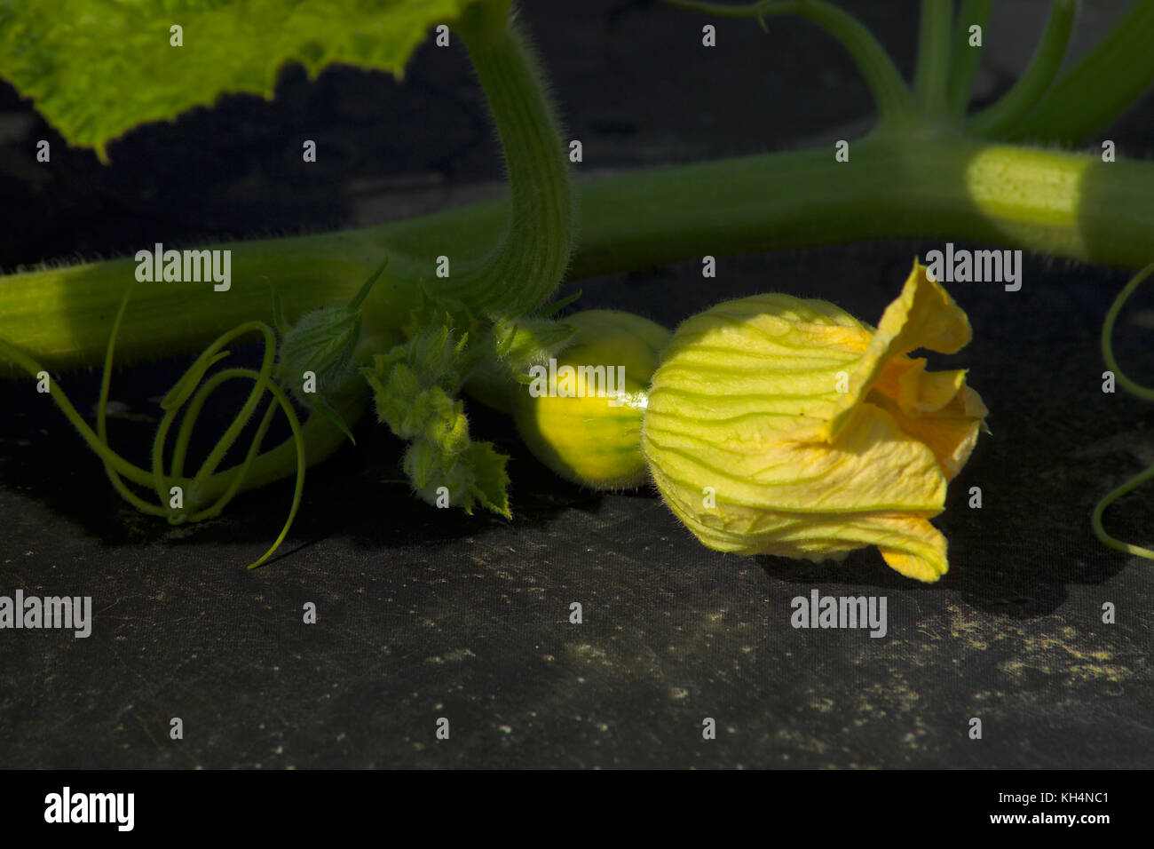 Nahaufnahme einer Blüte Kürbis WASHINGTON FARMEN WATKINS, GA Stockfoto