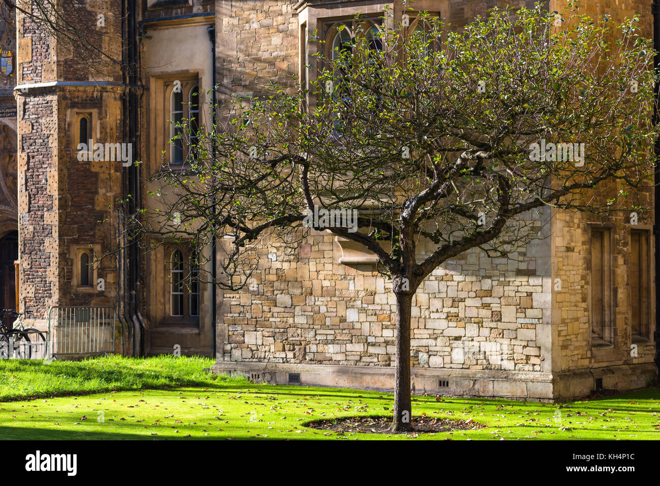 Isaac Newton Apple Tree unter alten Sandsteinmauern des Trinity College, Universität Cambridge Gebäude. UK. Stockfoto