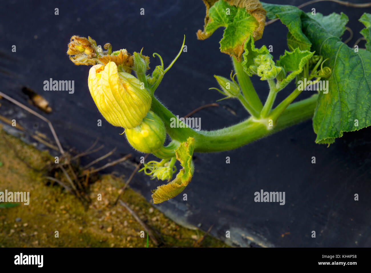 Junge grüne PUMPKING WÄCHST AN REBE IN FELD Stockfoto