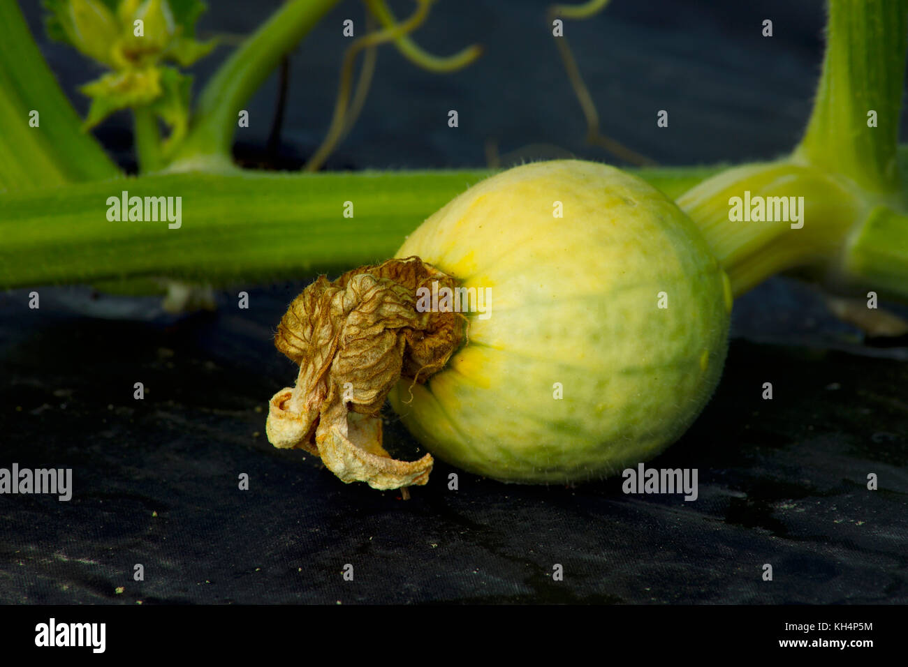 Junge grüne PUMPKING WÄCHST AN REBE IN FELD Stockfoto