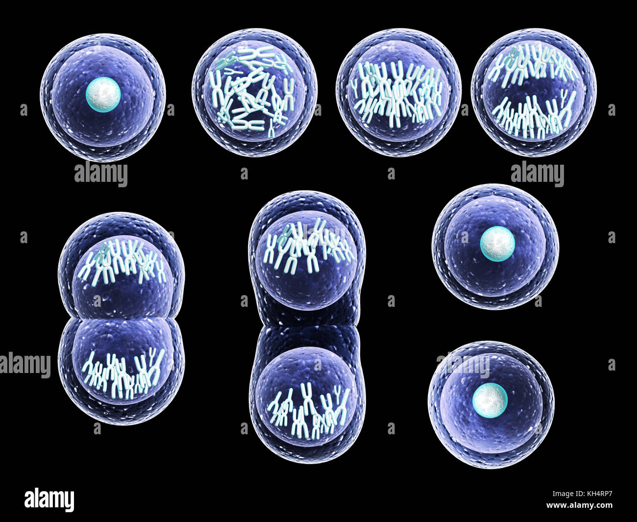 Mitose Prozess, Teilung der Zelle. Auf schwarzem Hintergrund isoliert. 3D-Rendering Stockfoto