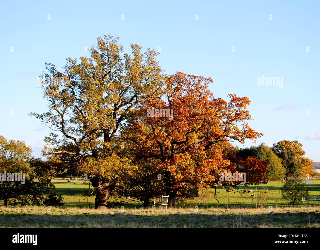 Charlecote Park in voller Herbst coour. Stockfoto